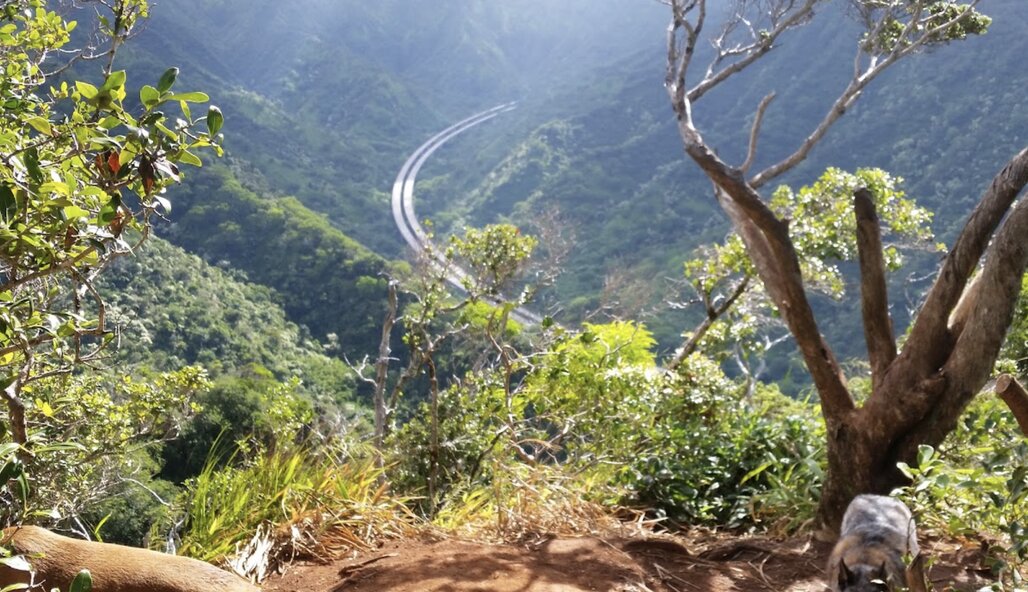 Aiea Loop Trail, Aiea, Oahu, Hawaii